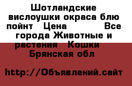 Шотландские вислоушки окраса блю пойнт › Цена ­ 4 000 - Все города Животные и растения » Кошки   . Брянская обл.